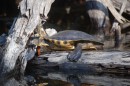 Turtle in the River