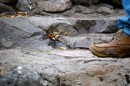 The tarantula that we encountered at the petroglyphs. That is Phillips foot in the photo.