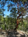 Pine and Arbutus trees.