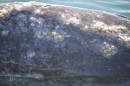 Close up of a moma whale and its barnacles.