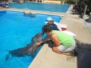 Ellen petting the dolphin for the first time - very rubbery an smooth