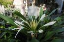 Orchidée dans cimetière de St-Mary: Charleston