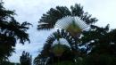 Palmier du voyageur: Jardin botanique de Deshaies, Guadeloupe