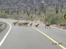 Playa El Burro - deer crossing the road