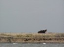 MOOOOOO   A lone Long horn bull resting on the levee