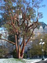Magnificent arbutus tree in Victoria