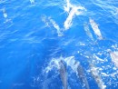 Beautiful dolphins