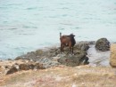 The goat that Toby chased, and caught!
