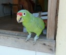 A tame Red Lored Amazon parrot