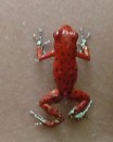 Strawberry Poison Dart Frog aka Red Frog only found on Bastimentos Island.  It is about 1" in length