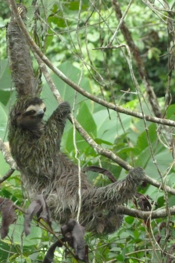 The sloth is living in a tree near the bathrooms at the marina