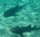 Relaxing sharks near Staniel Cay