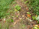 Bananas and avocadoes on the path up to the coffee farmhouse