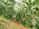 Jungle path before the rain started