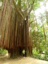 This is what we believe to be a ficus tree on the way to the waterfall (a fig tree).
