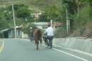 Horse being led by its owner on the motor bike on the Constanza mountain road