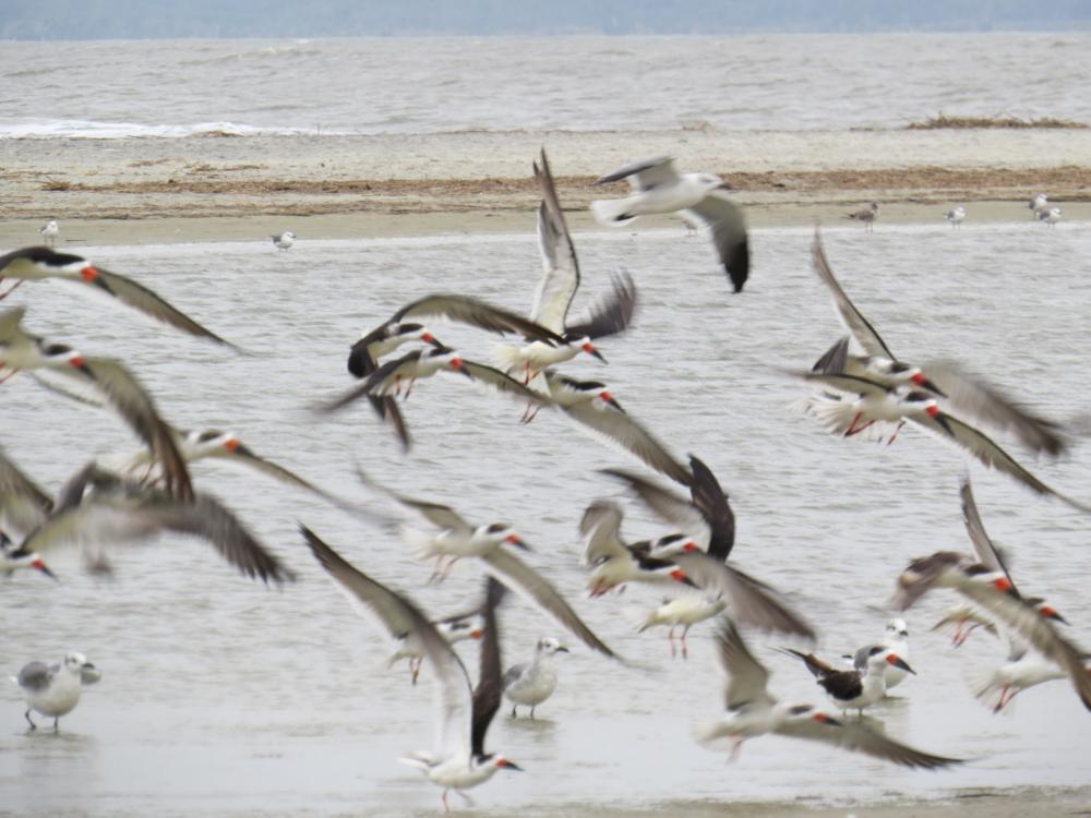 Birds flying in the wind at St. Simons Island, GA