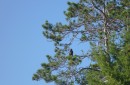 Fledgling Bald Eagle in a tree in The Basin, Maine, USA