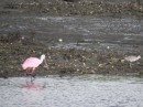 This is our Faux Flamingo, otherwise know as a roseate spoonbill.  Darn it.  We are still searching for those elusive flamingoes which we couldn