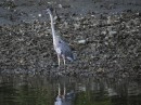 Giant Blue Heron, Brunswick, Georgia, USA at low tide pretending we can