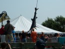 One of the sharks caught in the Shark Scramble