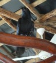 Wingo the tame crow