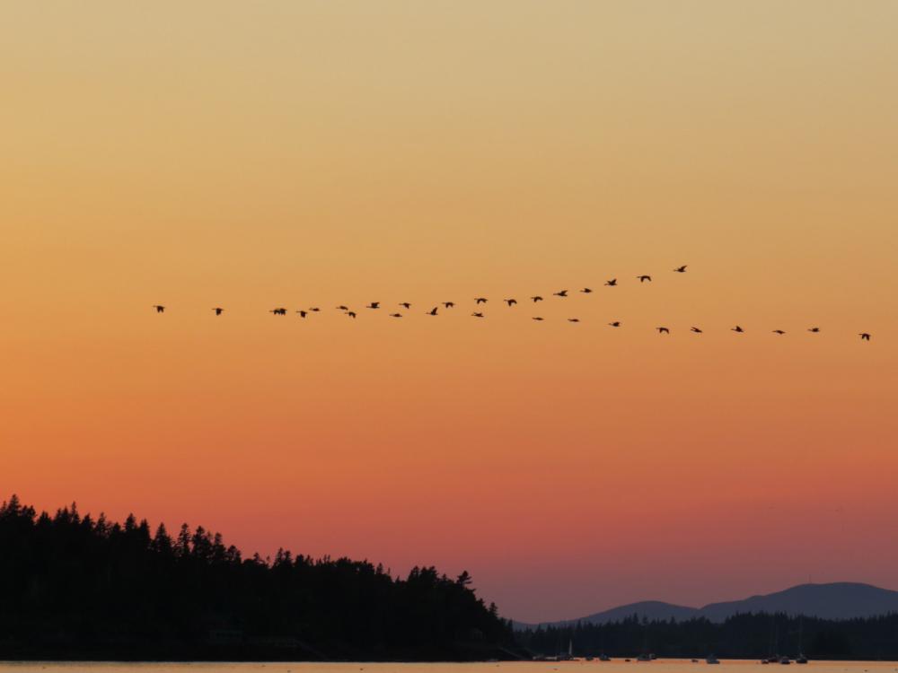 A flock of 35 Canada geese heading south for the winter. Maine, USA
