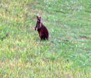 Red-Necked Wallaby on our property in Australia