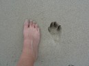 This shows the size of the track of an unknown animal.  What is it?
