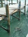 Damage to the walkway from the channel marker which broke free and drifted a mile in Marsh Harbor, Bahamas