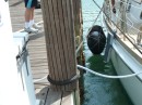 The 70 ft yacht survived but notice the chafing on the wooden pilings on the dock.  They had an extremely hard time pulling the boat away from the dock during the NW winds.  They too stayed in the resort during the hurricane.