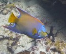 Tropical reef fish at Thunderball Grotto