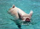 Blondie, the swimming pig