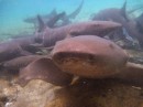 Happy nurse sharks waiting for some blood and guts