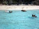 The swimming pigs of Big Major Spot, Exumas, Bahamas