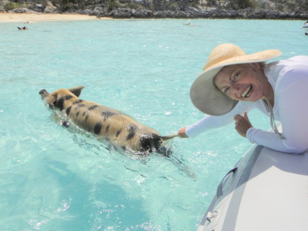 This little pig was an incredibly strong swimmer and nearly pulled me right out of the dinghy.