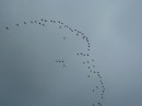 A flock of Canadian Geese flew overhead as I wrote this blog.  They must have wunderground.com. Maine, USA