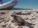 1 meter long rock iguana at Leaf Cay