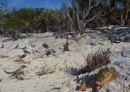 Many rock iguanas on the beach
