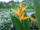 I think this is a type of bird of paradise flower.