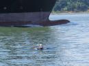 Mad kayakers on the Hudson.: Avoidance of large container ships is mandatory.