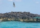 Sea eagles at Normans Cay