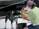 The corn shucking dog at the World Championship Boatyard Dog Trials, Rockland, Maine.