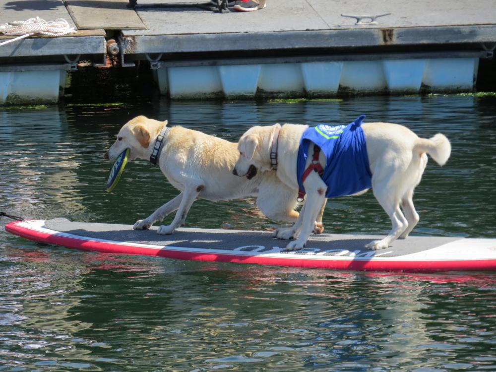 The winners of the 2016 World Championship Boatyard Dog Trials in Rockland, Maine, USA