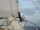 Seabird on passage to Vanuatu