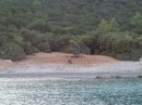Wild boar on the beach at Karada island.