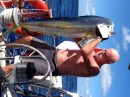 Five foot Mahi or Dorado, now that was good eating. Caught a few hours before arriving at North Minerva Reef