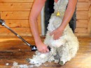 After the sheep are sorted, its time to start shearing. It actually is quite an art, which was carefully explained and then demonstrated.