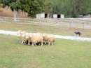 The other star attractions - the sheep -  here being rounded up by the incredible sheep dogs. 