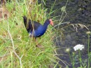 A colorful Pukeko bird by the river